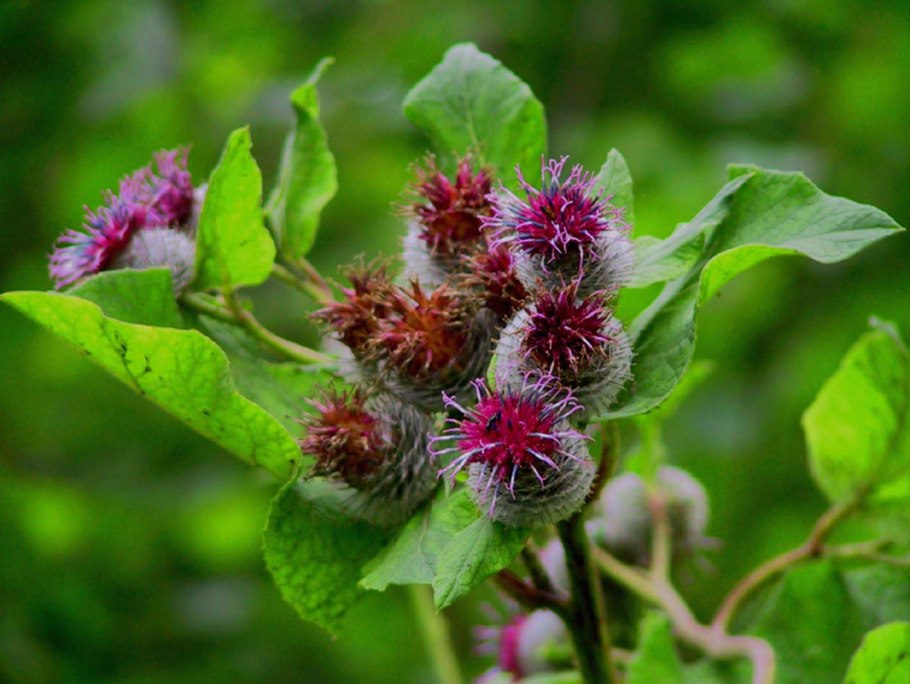 Лопух малый (Arctium Minus)