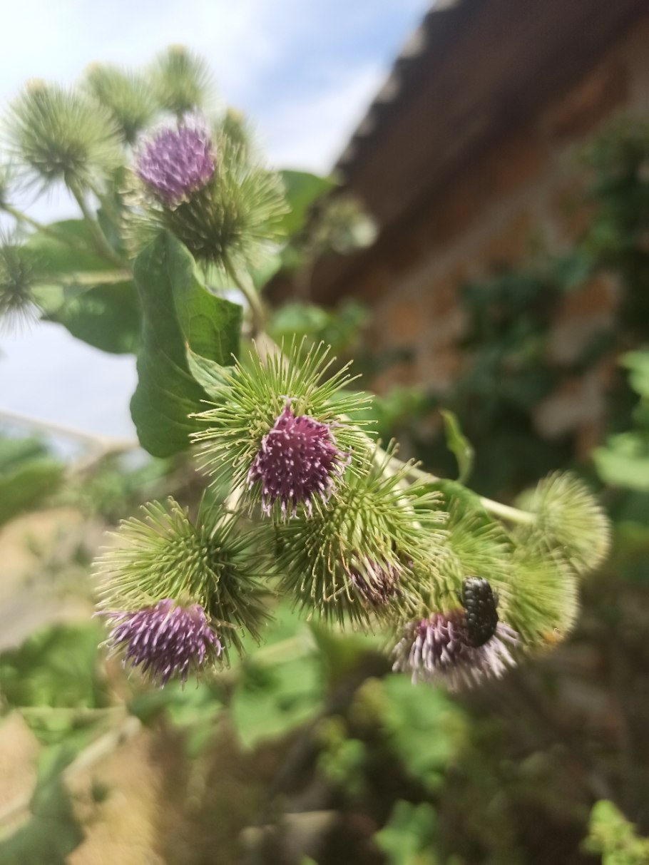 Репейник цветет