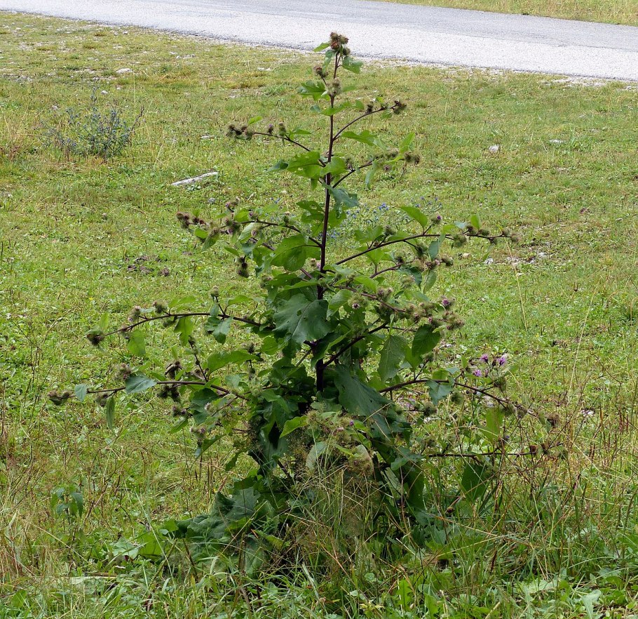 Лопух дубравный лесной