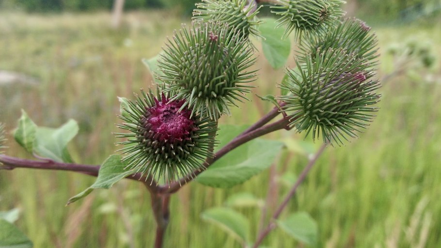 Arctium tomentosum