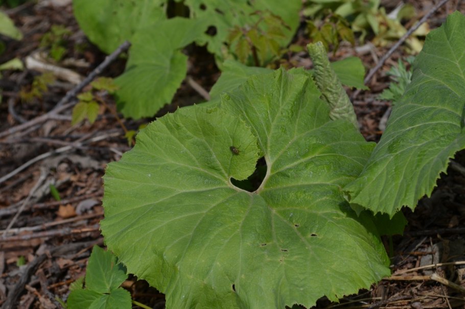 Белокопытник гибридный petasítes hýbridus