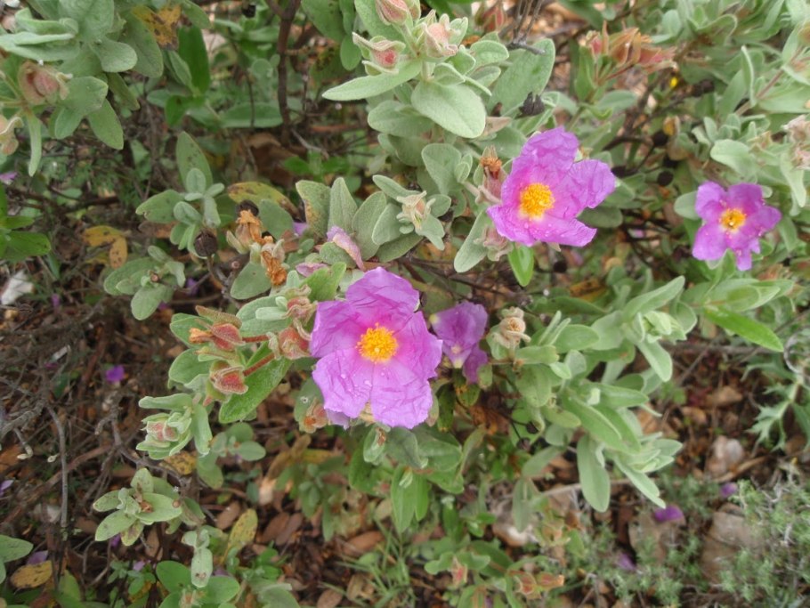 Ладанник Средиземноморский