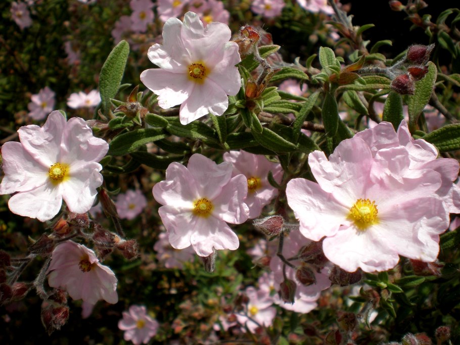 Ладанник Cistus Monspeliensis