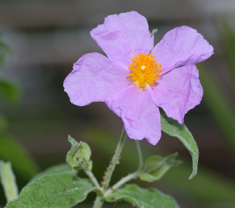 Ладанник Cistus Monspeliensis