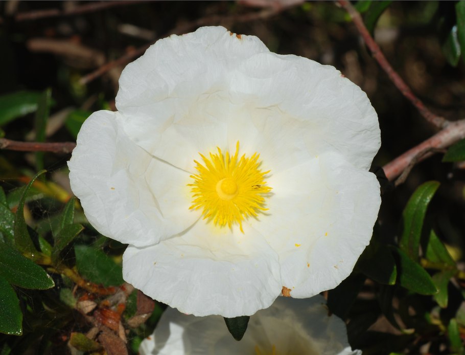 Cistus ladanifer