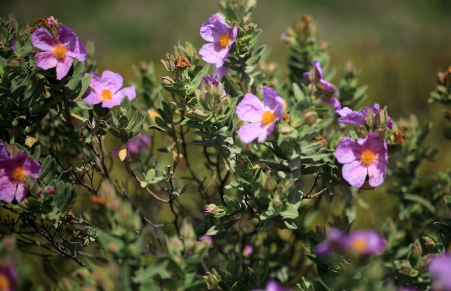 Cistus albidus