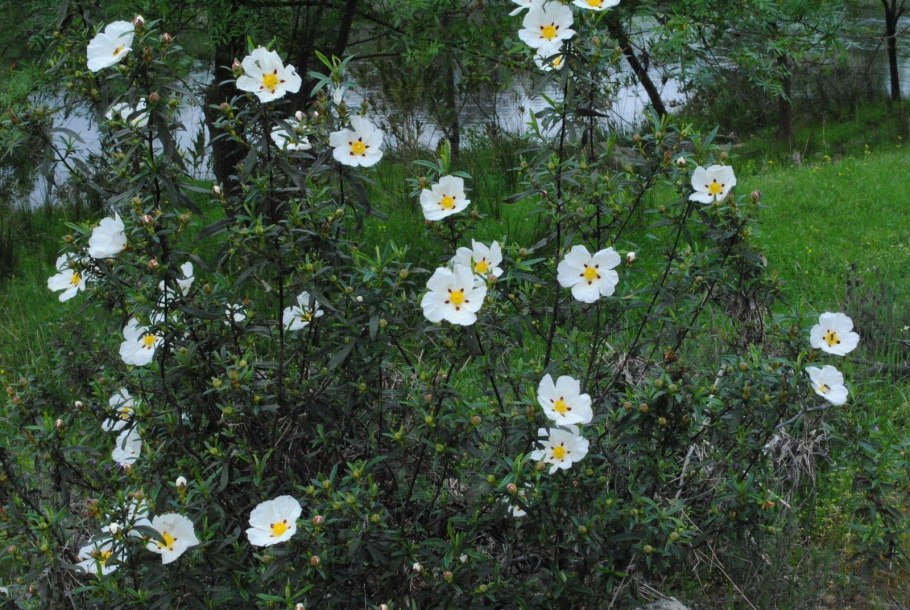 Ладанник Критский