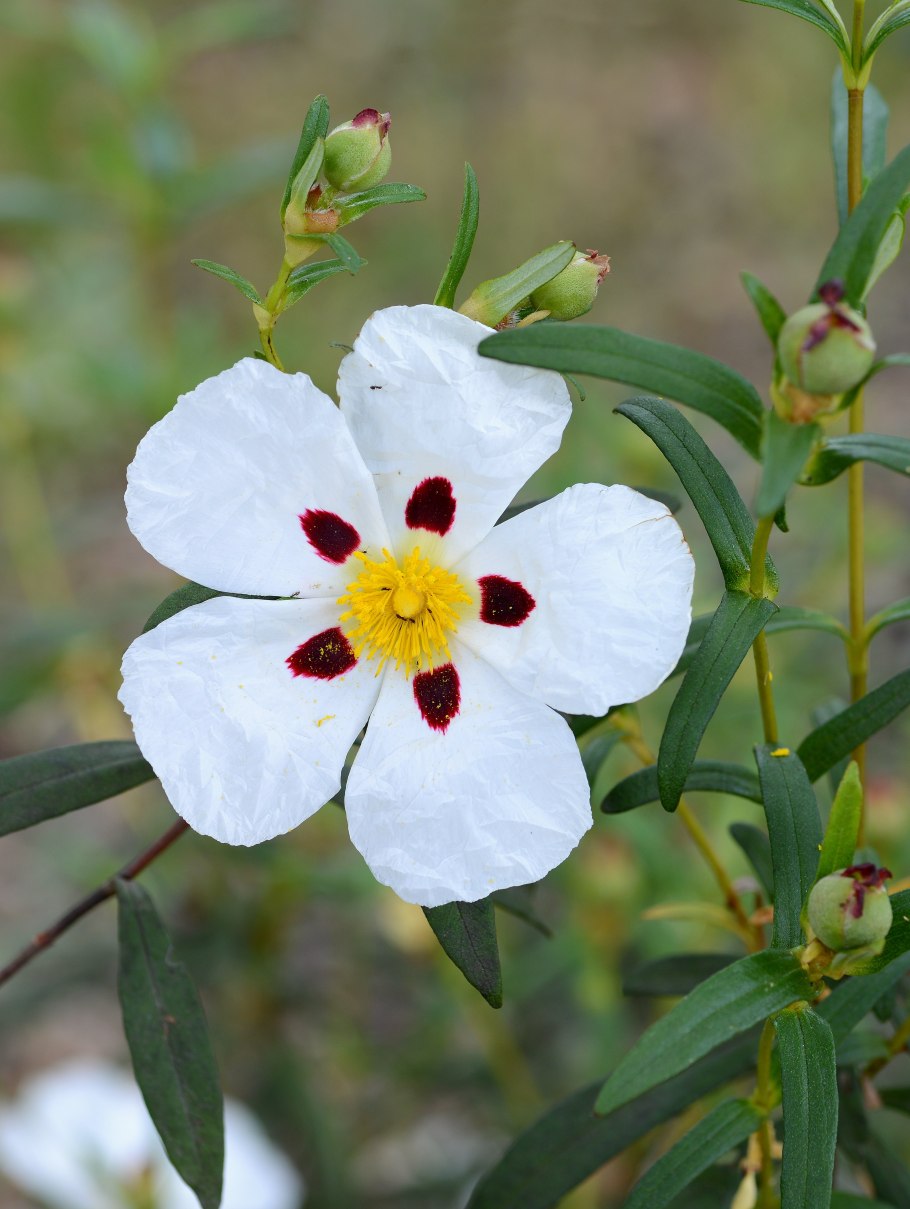 Ладанник Критский на белом фоне