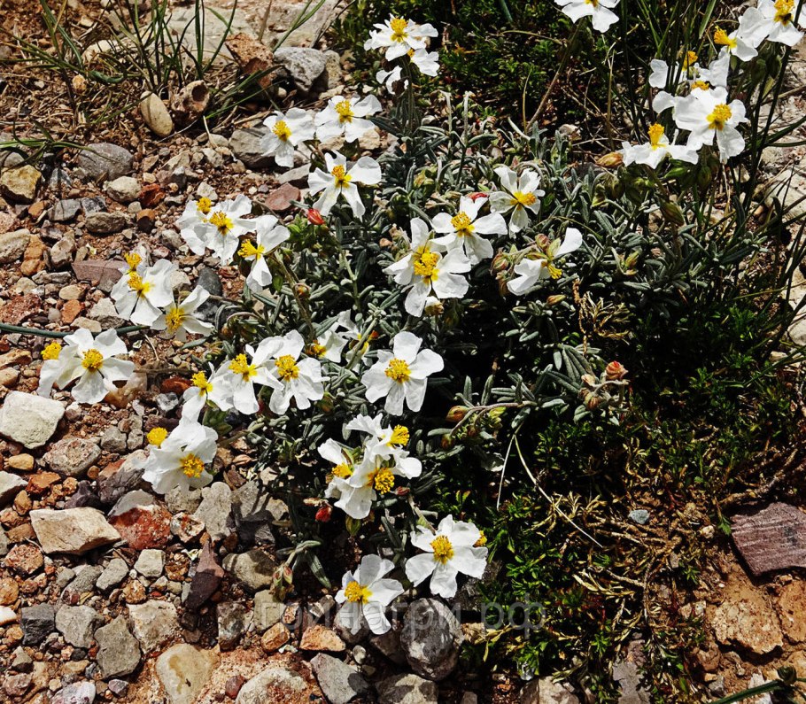 Cistus albidus