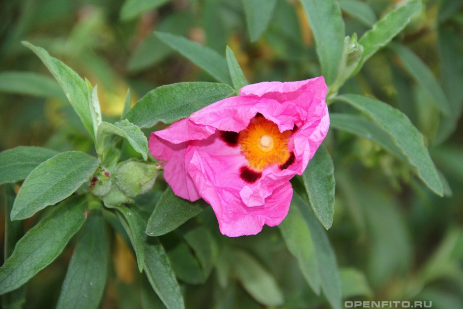 Ладанник Cistus creticus