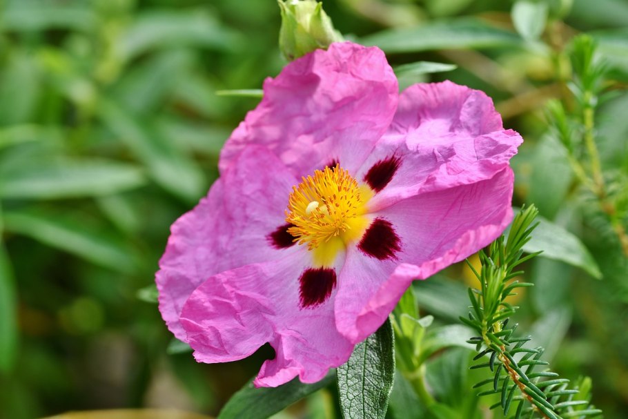Cistus purpureus