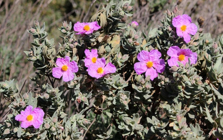 Ладанник монпельенский