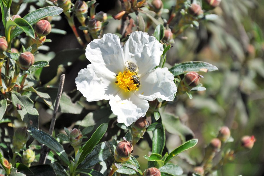 Cistus corbariensis
