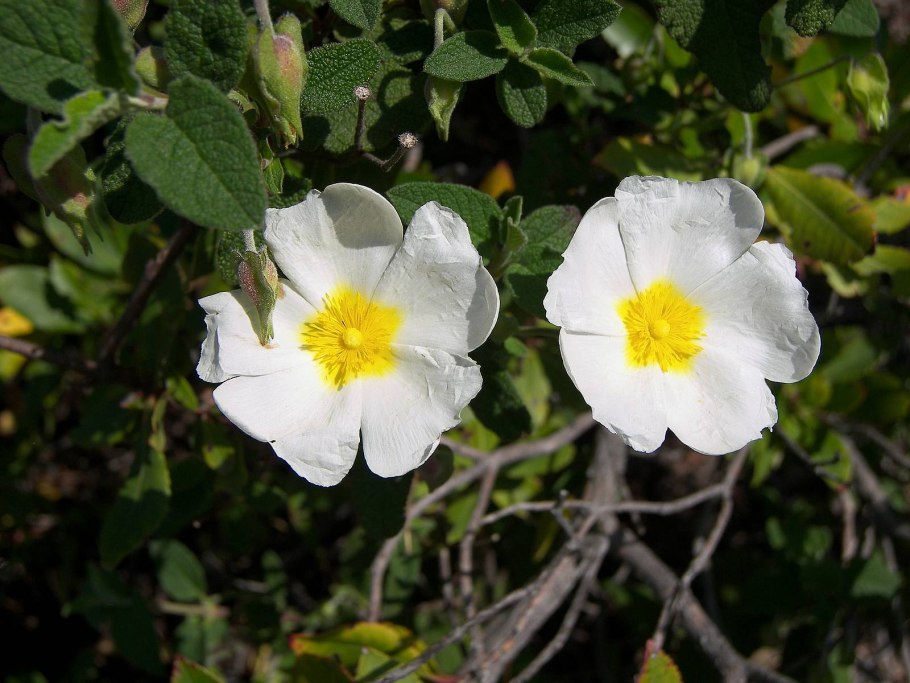 Ладанник белый