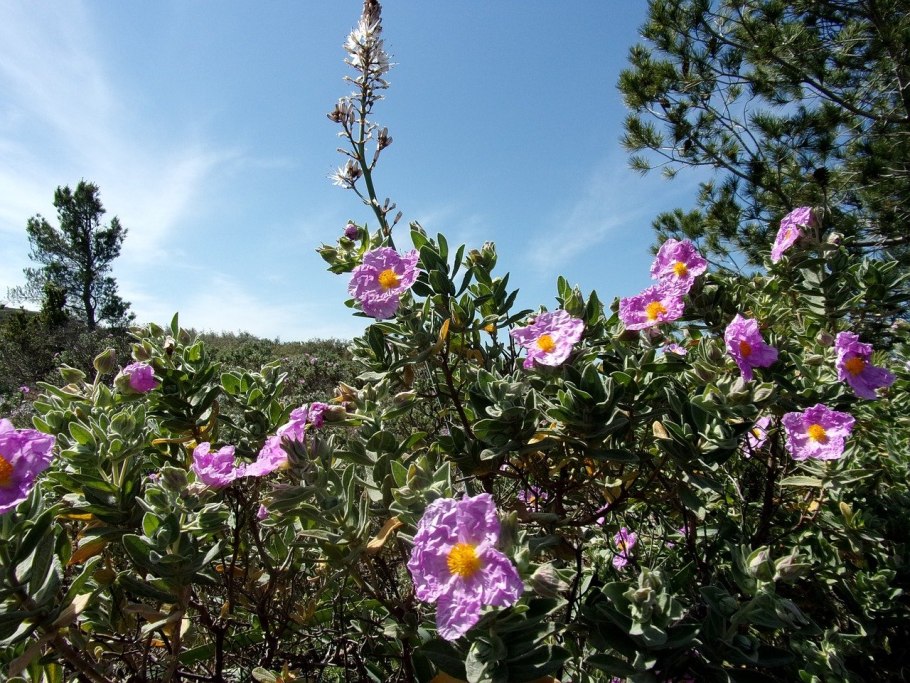 Cistus salviifolius