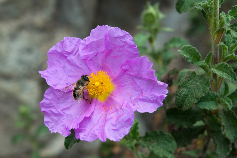 Ладанник Крымский