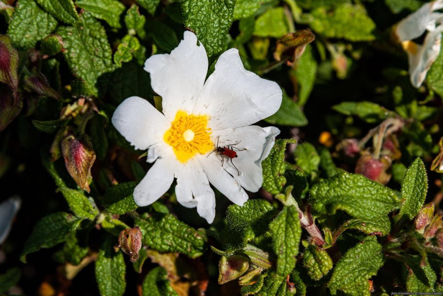Ладанник Cistus creticus