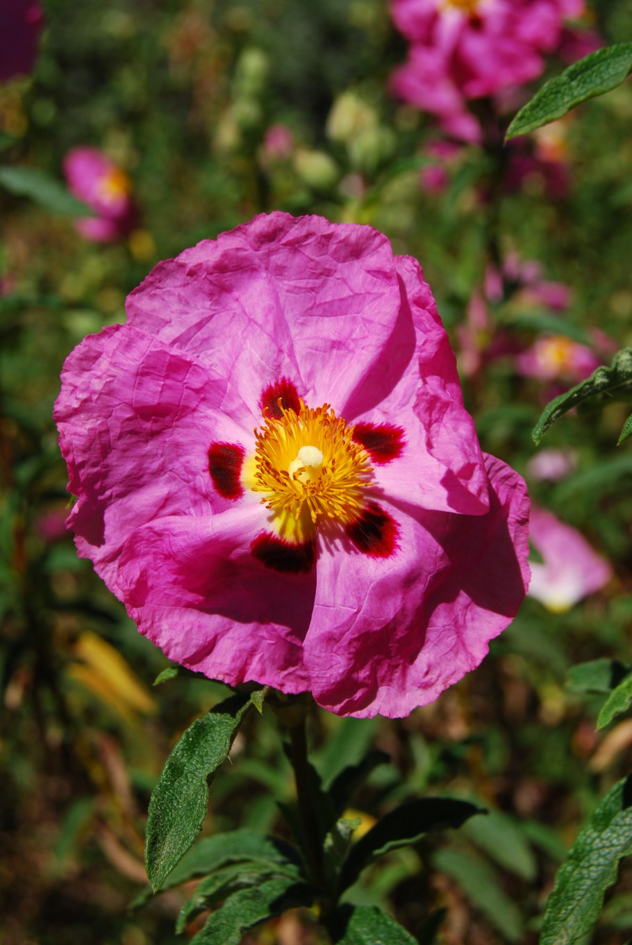 Ладанник Cistus