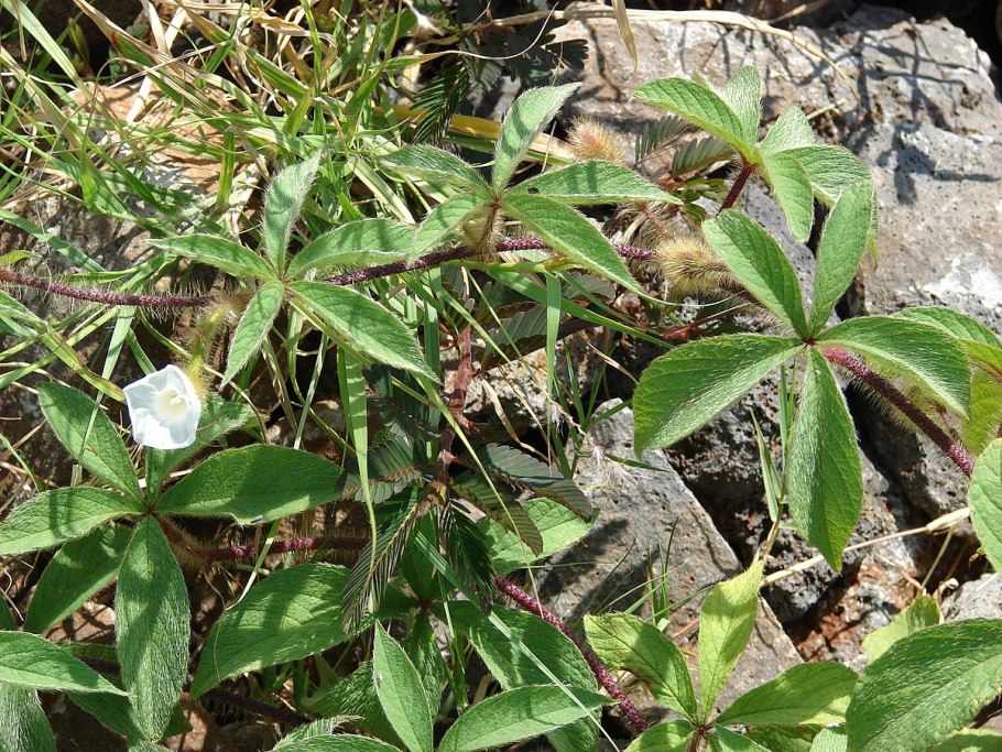 Cavolinia tridentata