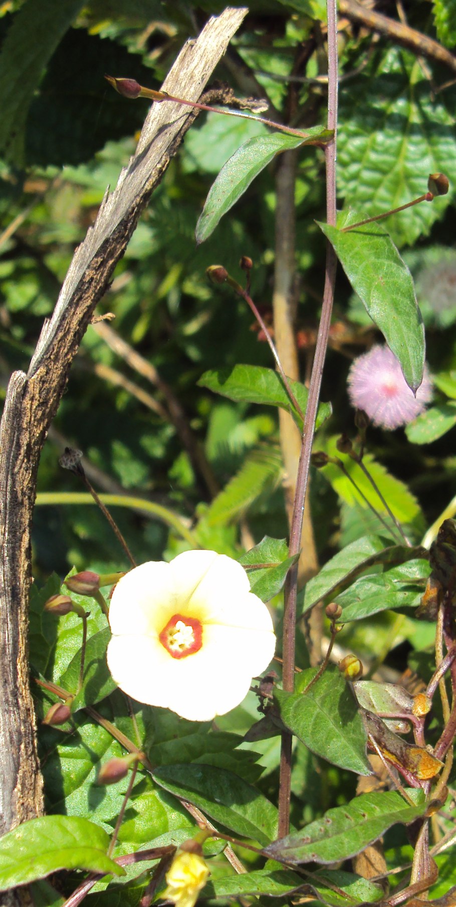 Мерремия клубневая (Merremia tuberosa)