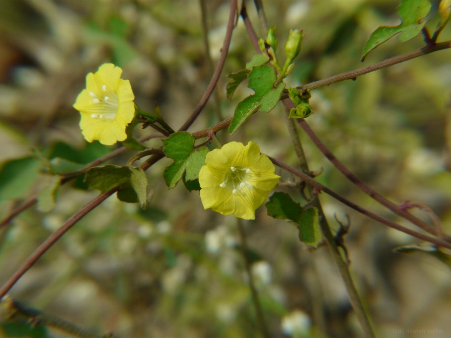 Ipomoea bolusii