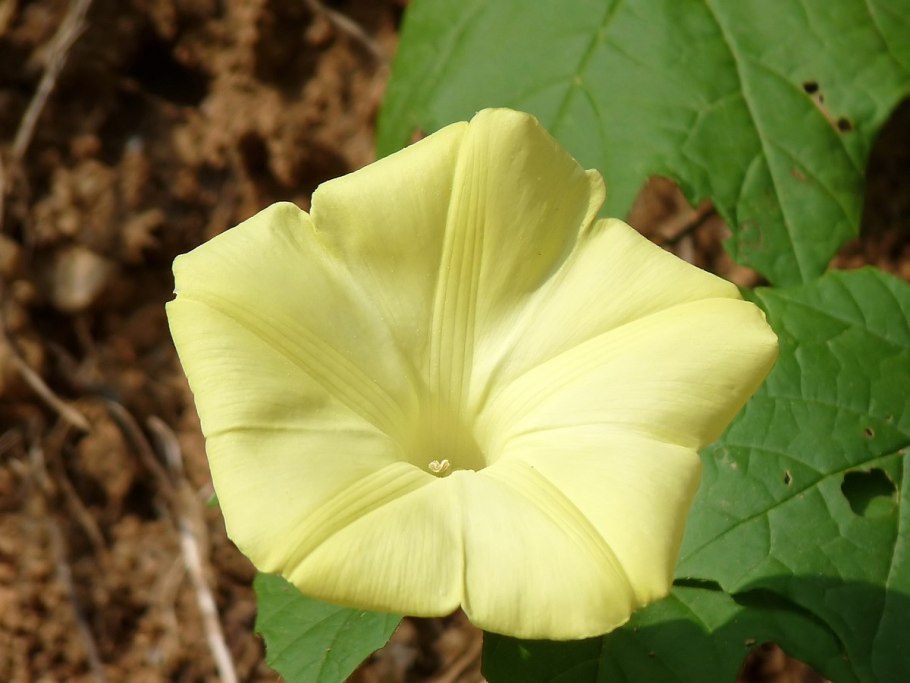 Мерремия клубневая (Merremia tuberosa)