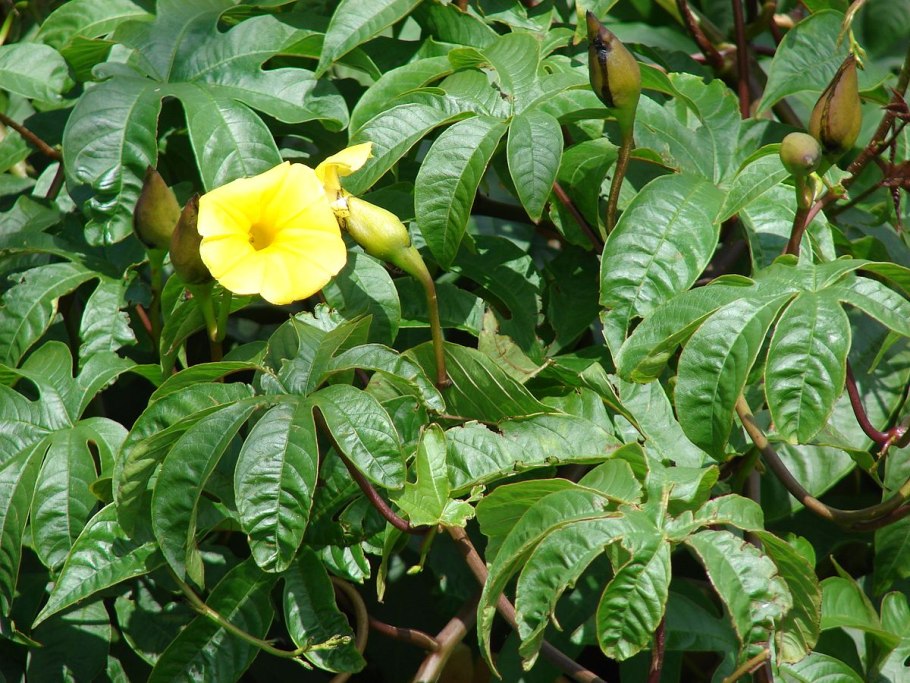 Мерремия клубневая (Merremia tuberosa)