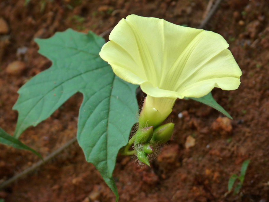 Еупхория умбеллата