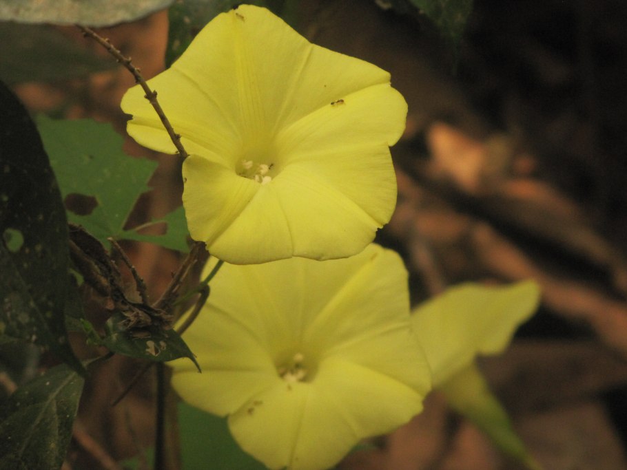 Мерремия клубневая (Merremia tuberosa)