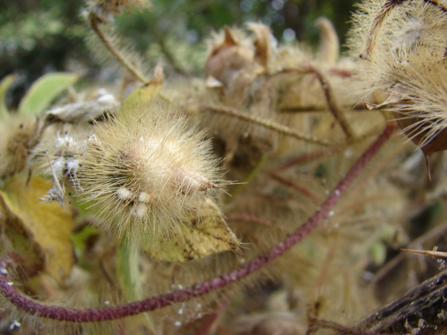 Ипомея желтая Merremia Tuber -купить семена