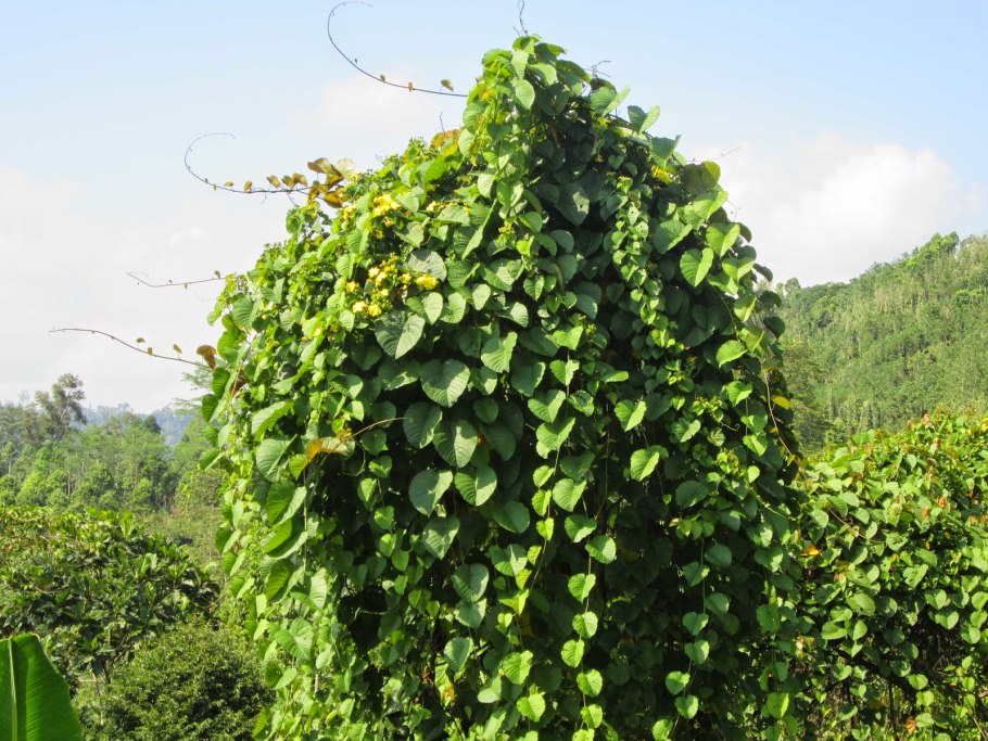 Лиана кирказон маньчжурский