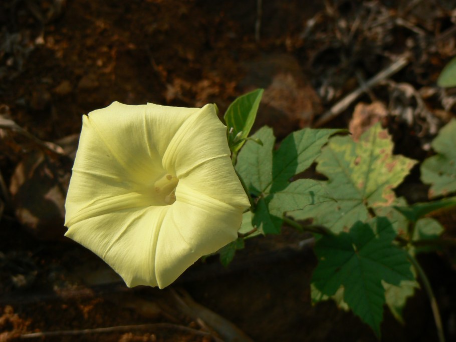 Цветок вьюн