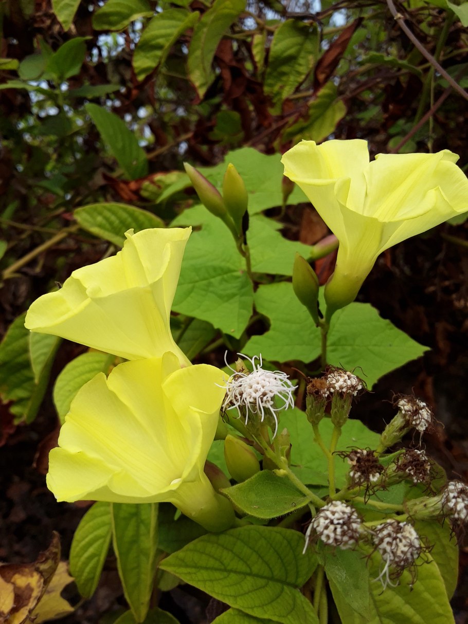 Merremia umbellata фото