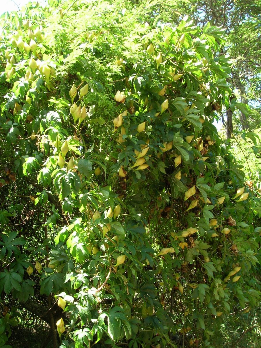 Семена Merremia tridentata)