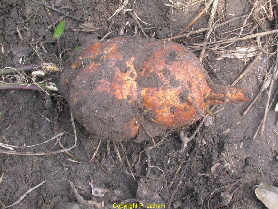 Крупный картофель