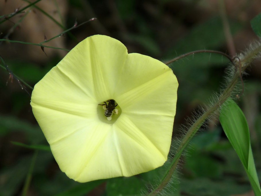 Семена Merremia tridentata)