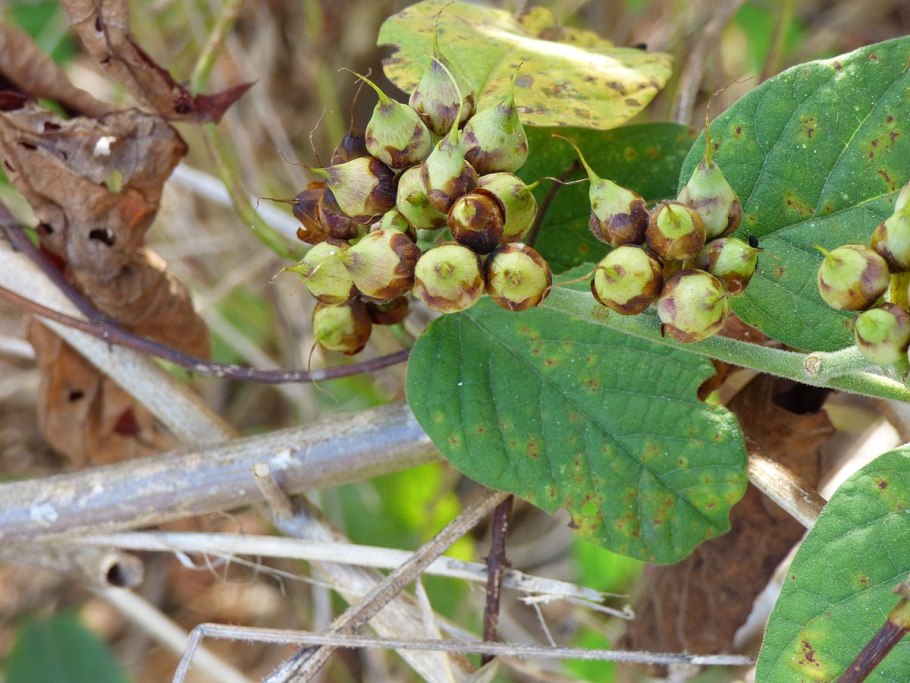 Corynophlaea umbellata