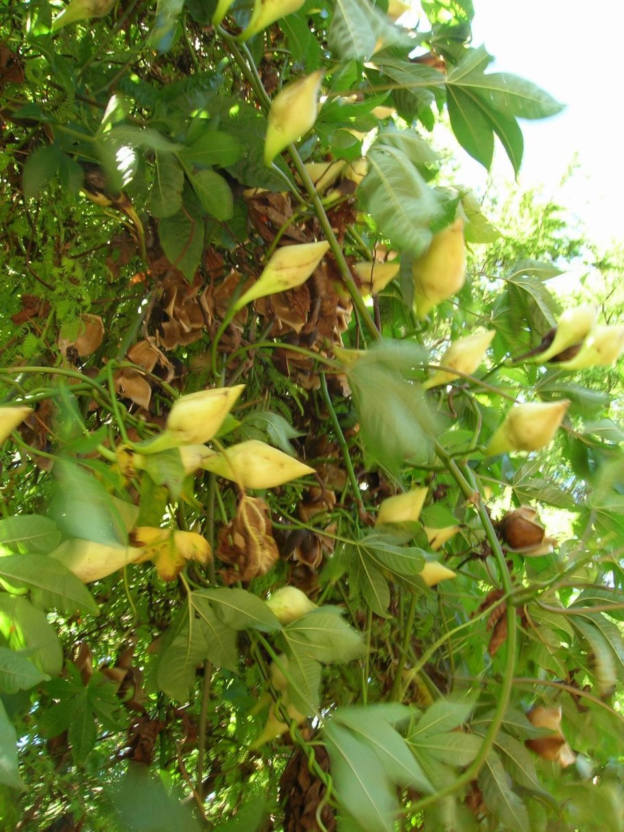 Merremia tuberosa Red caudex