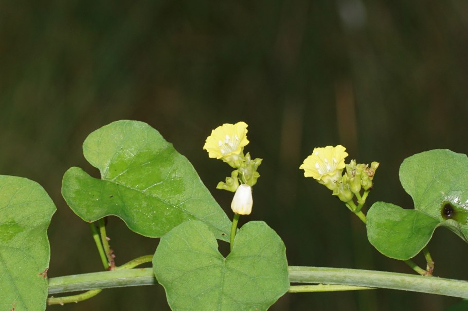 Merremia hederacea