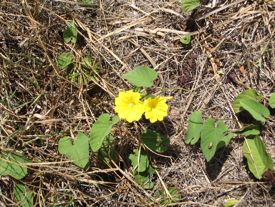 Merremia umbellata