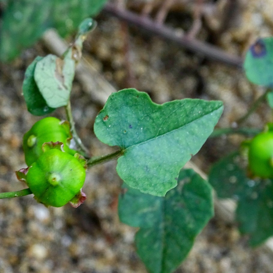 Гречишка вьюнковая / горец вьюнковый