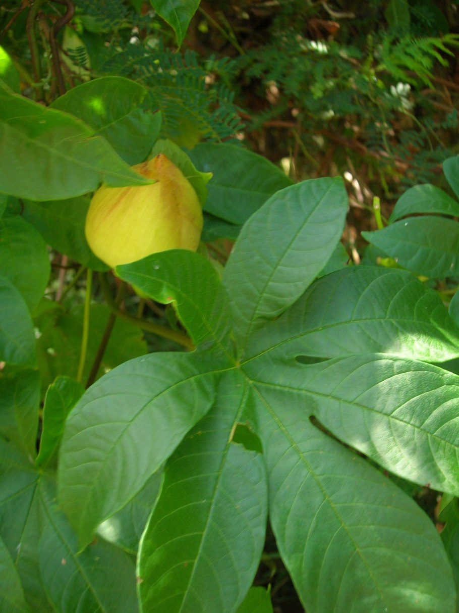 Имоджен Каннингем Тубероза