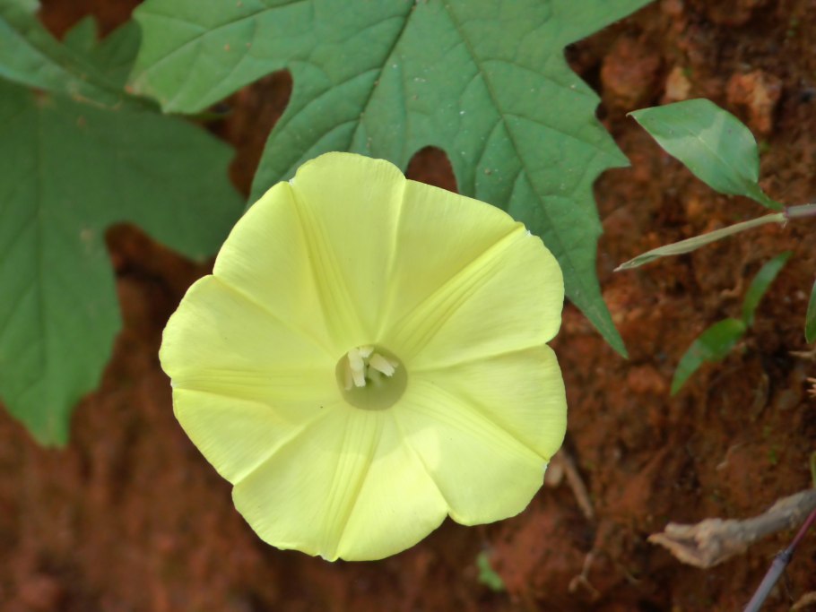 Phytagromyza tridentata мины на осине