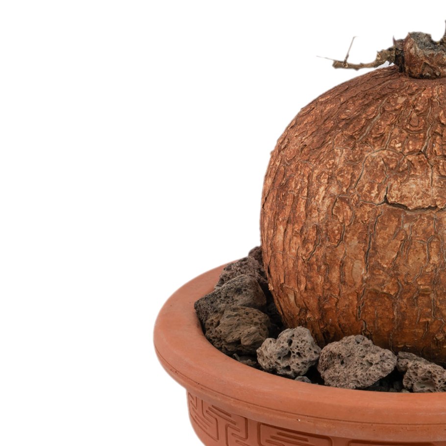 Dioscorea elephantipes