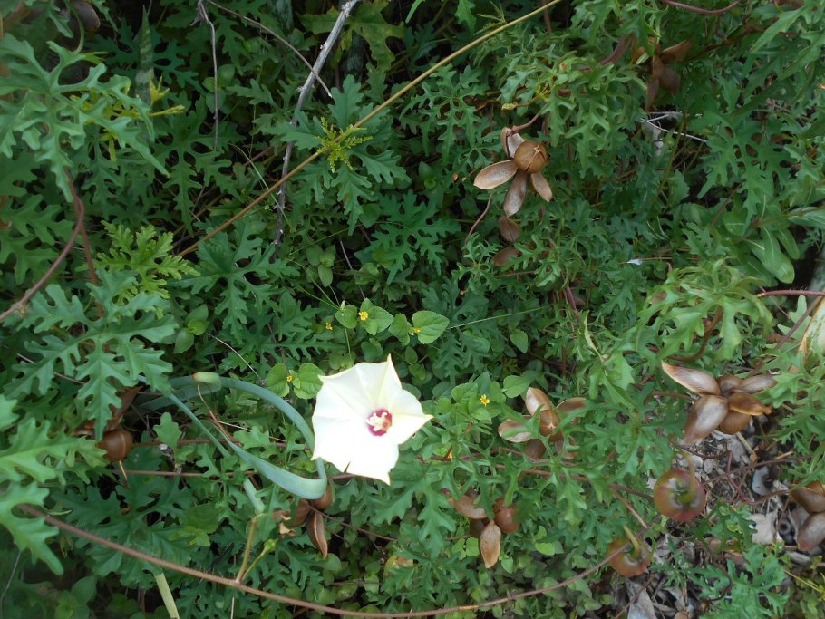 Merremia umbellata фото