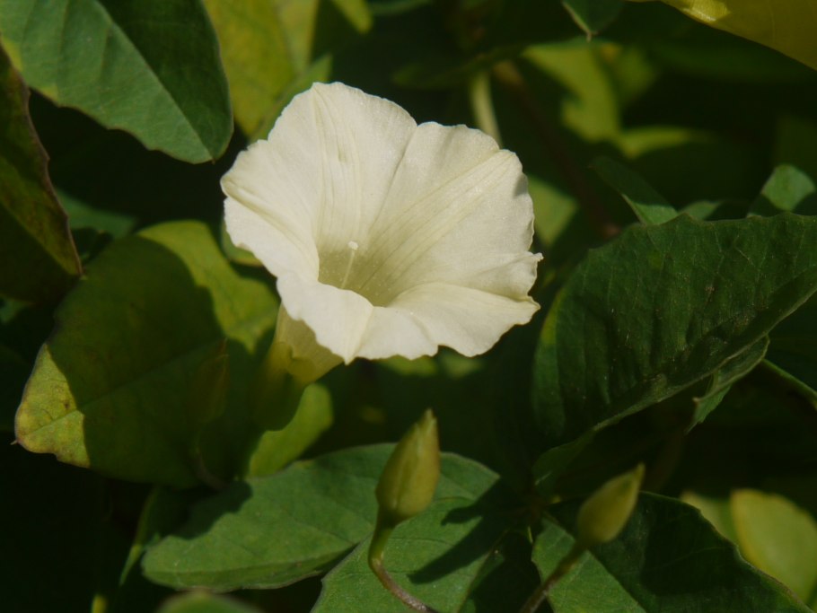 Calystegia sepium