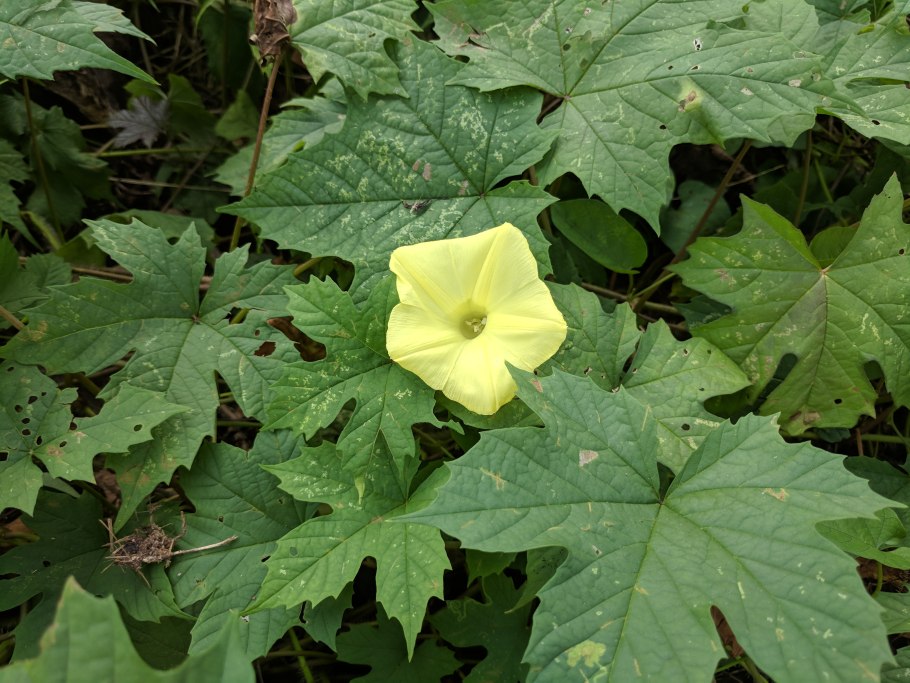 Мерремия клубневая (Merremia tuberosa)