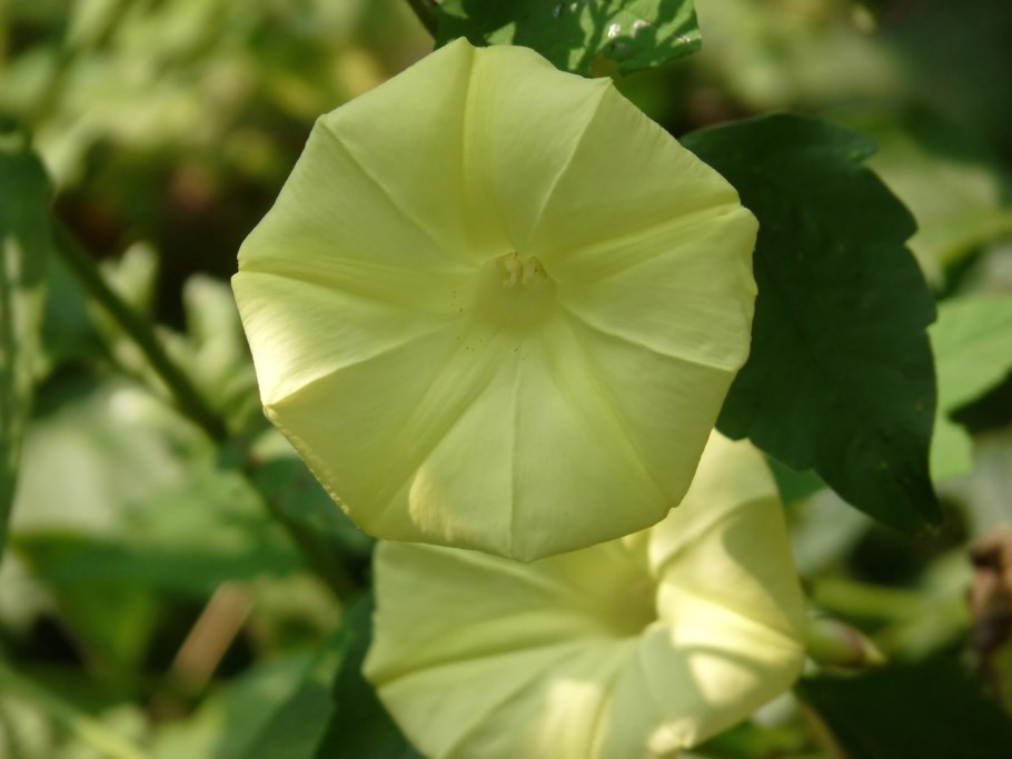 Merremia tuberosa каудекс