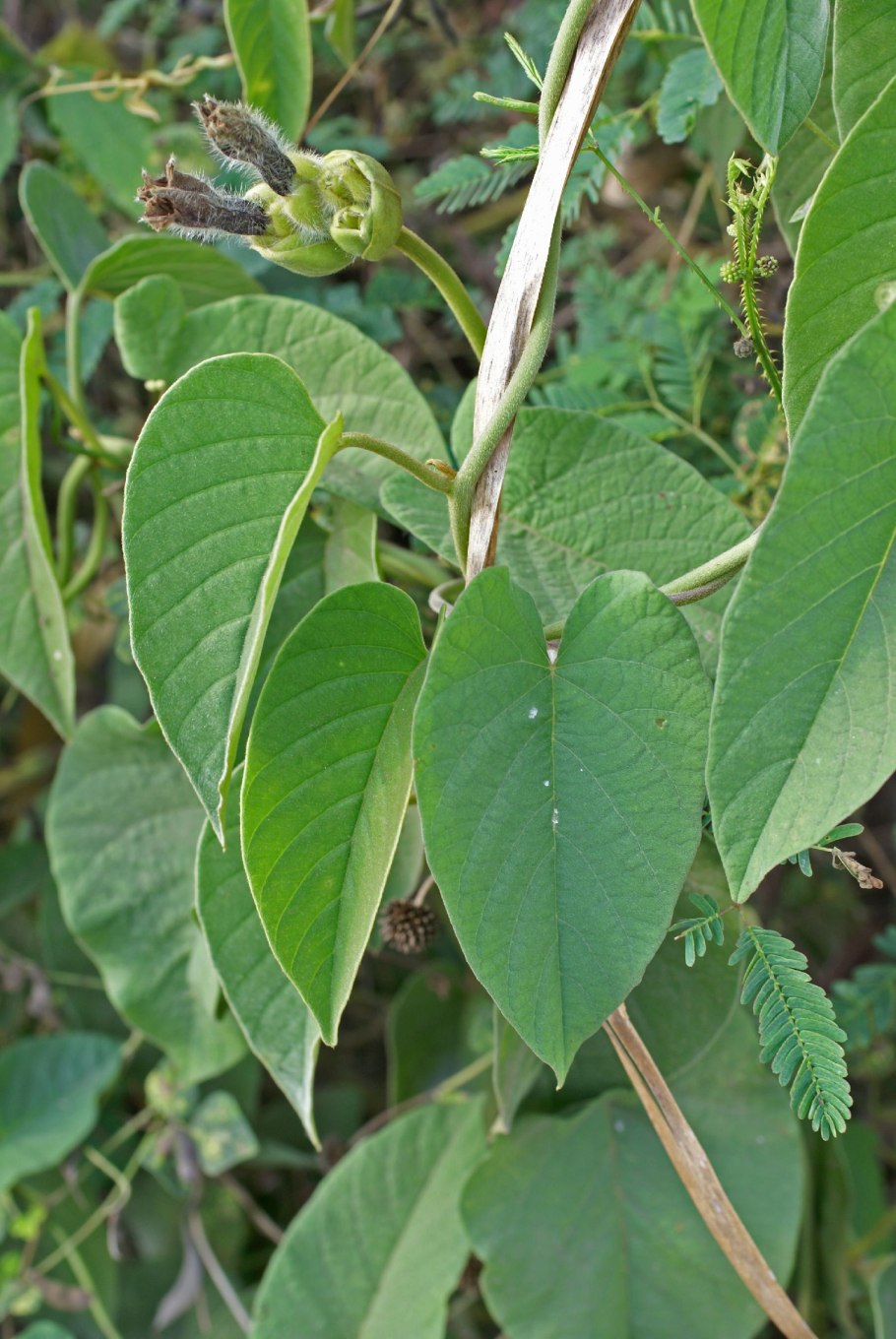 Merremia tuberosa Red caudex