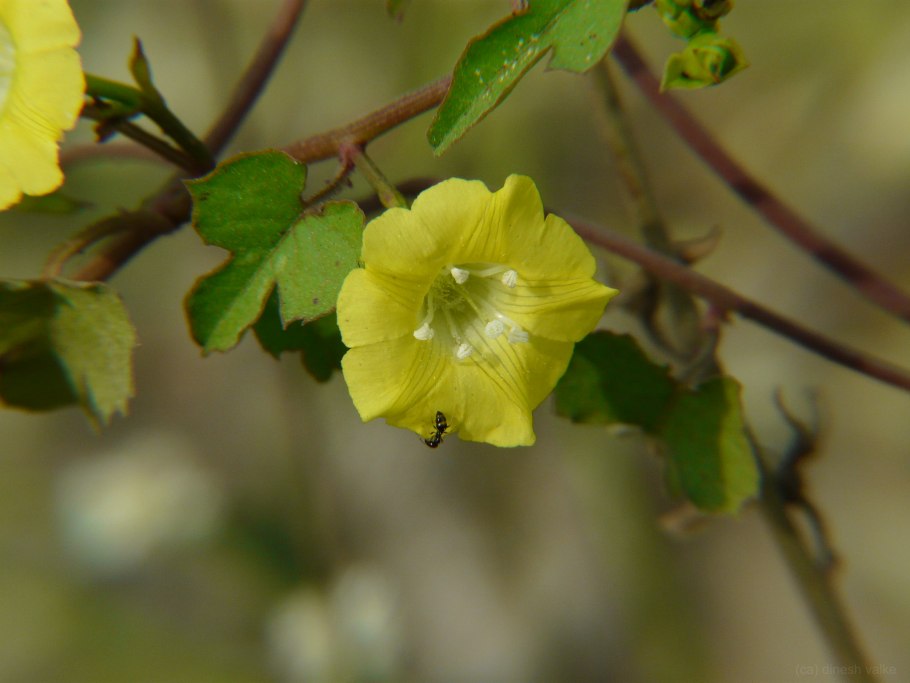 Растения семейства